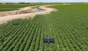 Sun-fuelled AI robots pull weeds in California farms as labour shortages, herbicide resistance grow